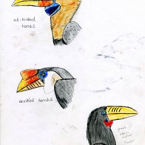 Hornbill drawings 2