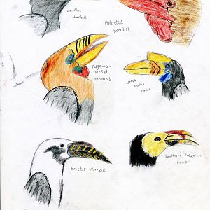 Hornbill drawings 3