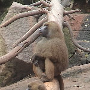 Nuremberg Zoo Guinea Baboon