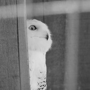 Snowy Owl