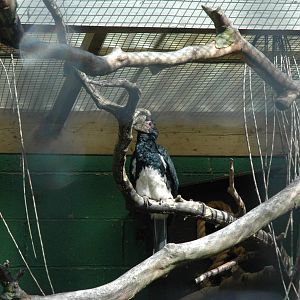 Trumpeter Hornbill at Lotherton