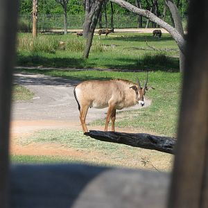 Roan Antelope