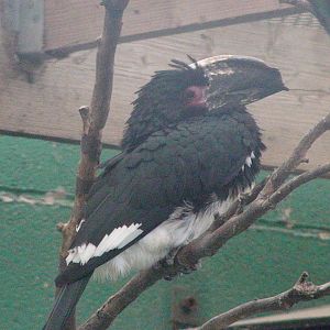 Trumpeter hornbill at Lotherton Hall