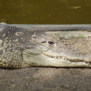 Cuban crocodile @ Nyiregyhaza Zoo, Hungary