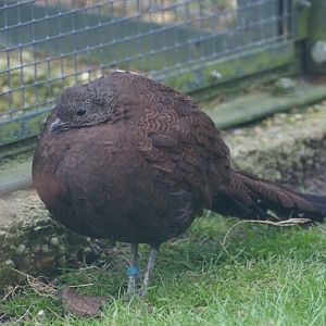 Bronze-tailed Peacock-pheasant at Zoo Berlin(Germany)
