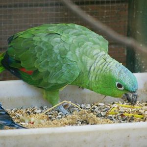 Guatemalan Amazon(Amazona farinosa guatemalae) at Birdpark Bad Nenndorf(Ger