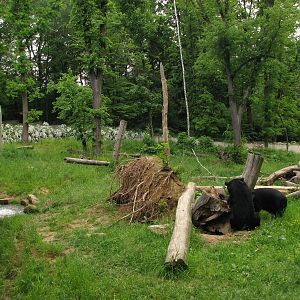 Asiatic black bear enclosure @ Zoo Zlin-Lesna