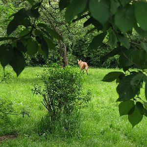 Maned wolf enclosure @ Zoo Zlin-Lesna