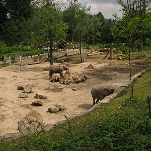 African elephant outside pen @ Zoo Zlin-Lesna