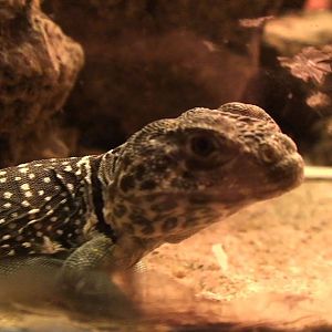 Lizard??? at Antwerp