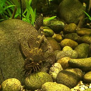 I should know this one, and I will if someone reminds me...