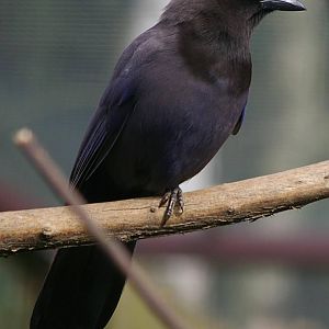 Purplish Jay at Birdpark Heiligenkirchen/Detmold(Germany)