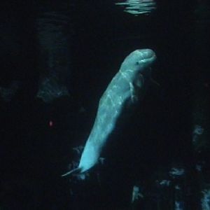 Beluga
