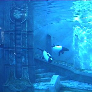 Commerson's dolphin