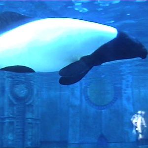 commerson's dolphin