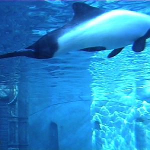 Commerson's dolphin