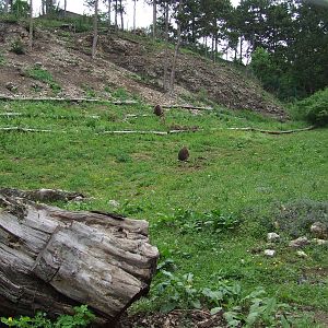 Gelada enclosure @ Veszprem Zoo, Hungary