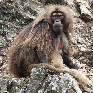Male Gelada @ Veszprem Zoo, Hungary