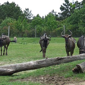 Blue wildebeests @ Veszprem Zoo, Hungary
