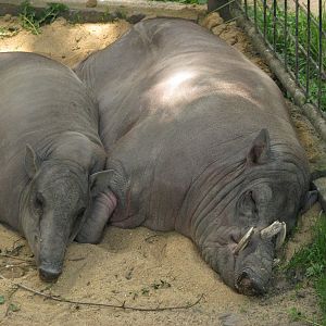 Babirusa @ Zoo Jihlava