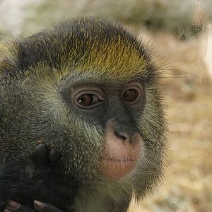 Campbell's guenon @ Zoo Jihlava