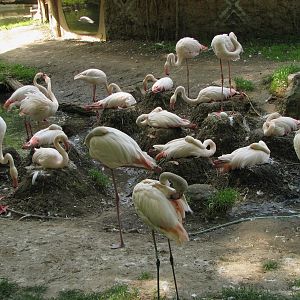 Greater flamingo breeding colony @ Zoo Jihlava