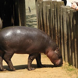 Pygmy hippo @ Zoo Jihlava