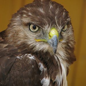 Red-tailed hawk @ Zoo Jihlava