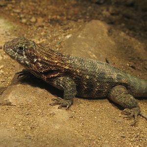 Cayman lion lizard @ Zoo Jihlava