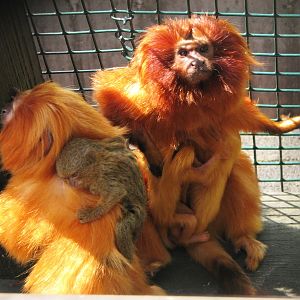 Golden lion tamarin @ Zoo Jihlava