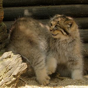 Pallas' cat kittens @ Zoo Jihlava