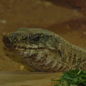 Giant Plated Lizard - Colchester Zoo 2006