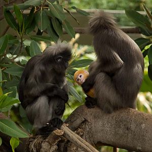 Baby langur '08