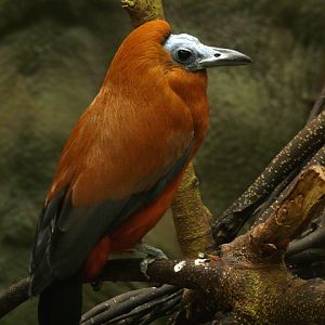 NOP Veldhoven - Capuchin bird