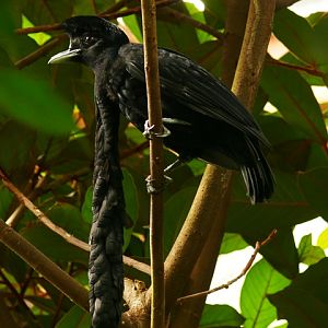 NOP Veldhoven - Long-wattled umbrellabird