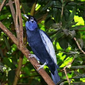 NOP Veldhoven - Bare-necked fruitcrow