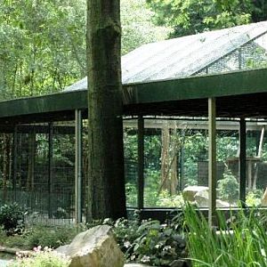 Ouwehand / Rhenen (NL) Cats