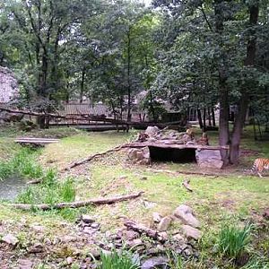 Ouwehand / Rhenen (NL) Tiger