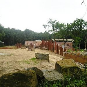 Ouwehand / Rhenen (NL) Elephant