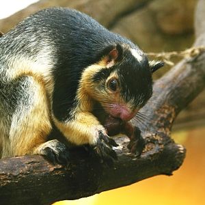 Brno zoo - Grizzled giant squirrel