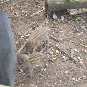 Visayan Warty Piglets