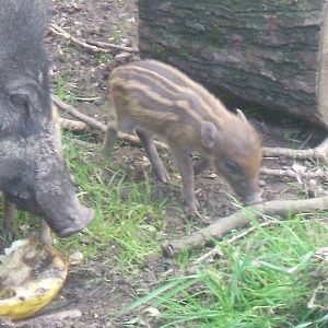 Visayan Warty Piglet