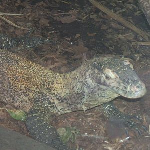 Juvenile Komodo Dragon