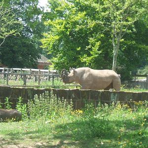 Black Rhino and Warthog