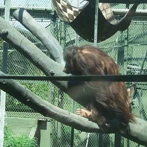 Bornean Orang-Utan