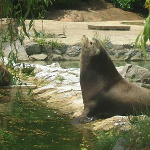 Californian Sealion