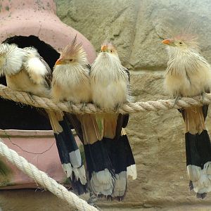 Guira Cuckoos (Guira guira) at Amazon World May 2008