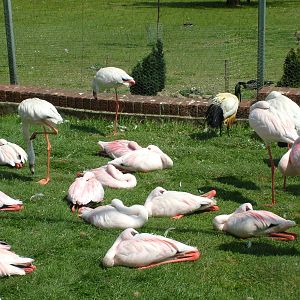 Lesser Flamingos (Phoeniconaias minor) at Flamingo Park, Seaview, Isle of W