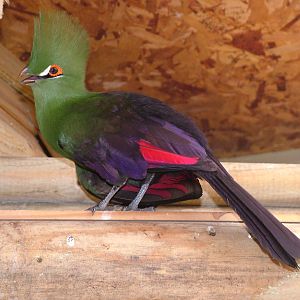 Green-crested Turaco (Tauraco persa persa) at Flamingo Park, Seaview, Isle