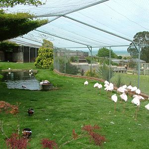 Aviary for Lesser Flamingos at Flamingo Park, Seaview, Isle of Wight May 20